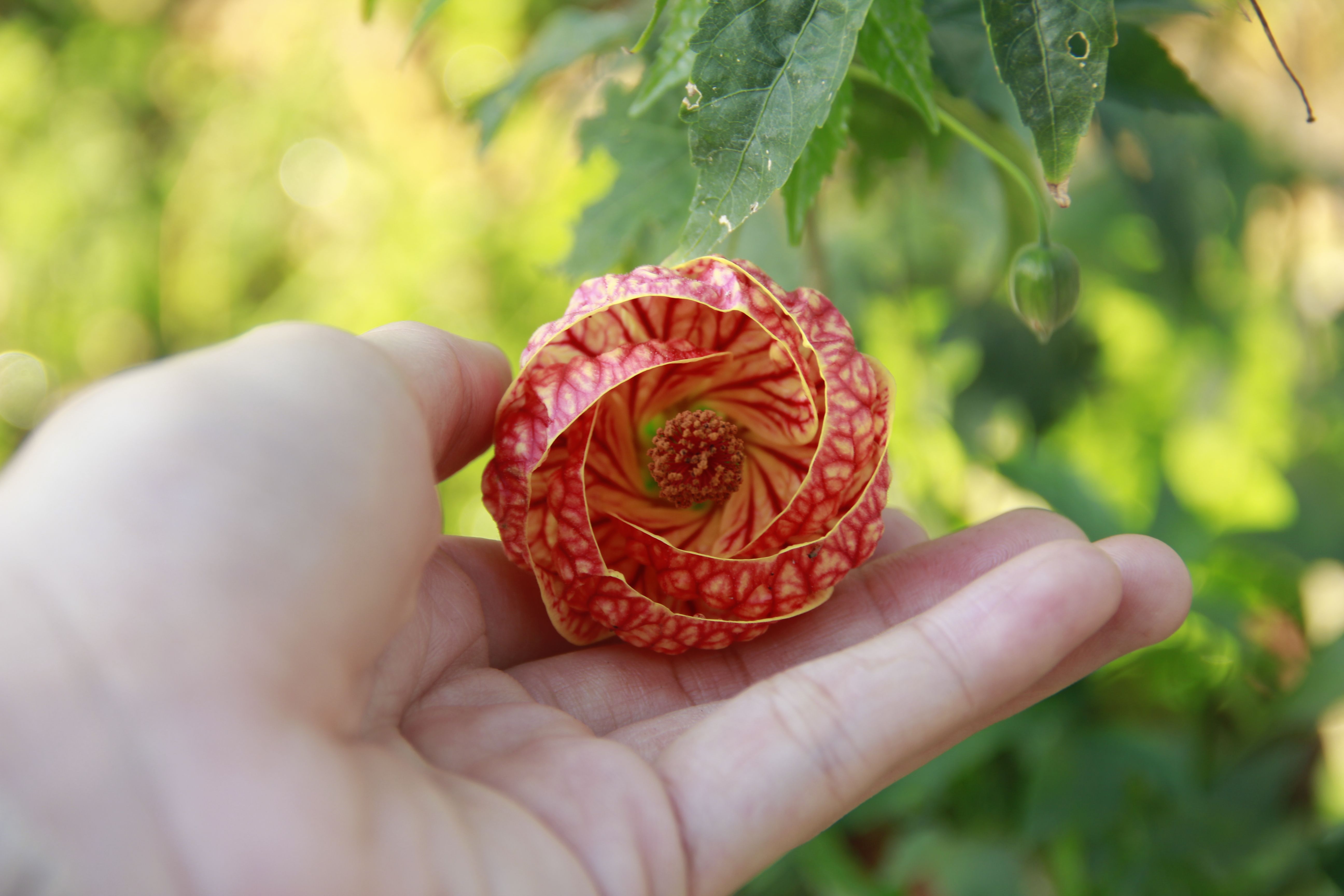 Hand examining an Abutilon pictum flower — checking flowering maple tree health Surrey BC