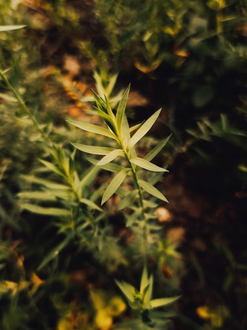 Free Detailed close-up of a fresh green plant with leaves in a natural setting, ideal for nature themes. Stock Photo