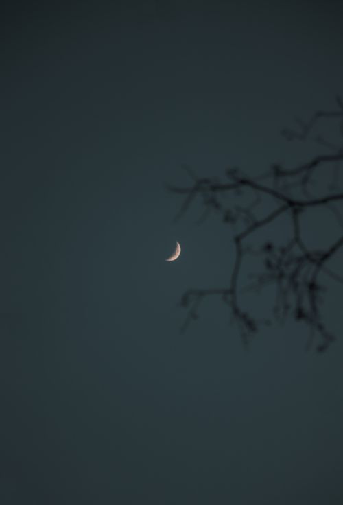 Free A serene crescent moon in a clear evening sky with silhouetted branches in İzmir, Türkiye. Stock Photo