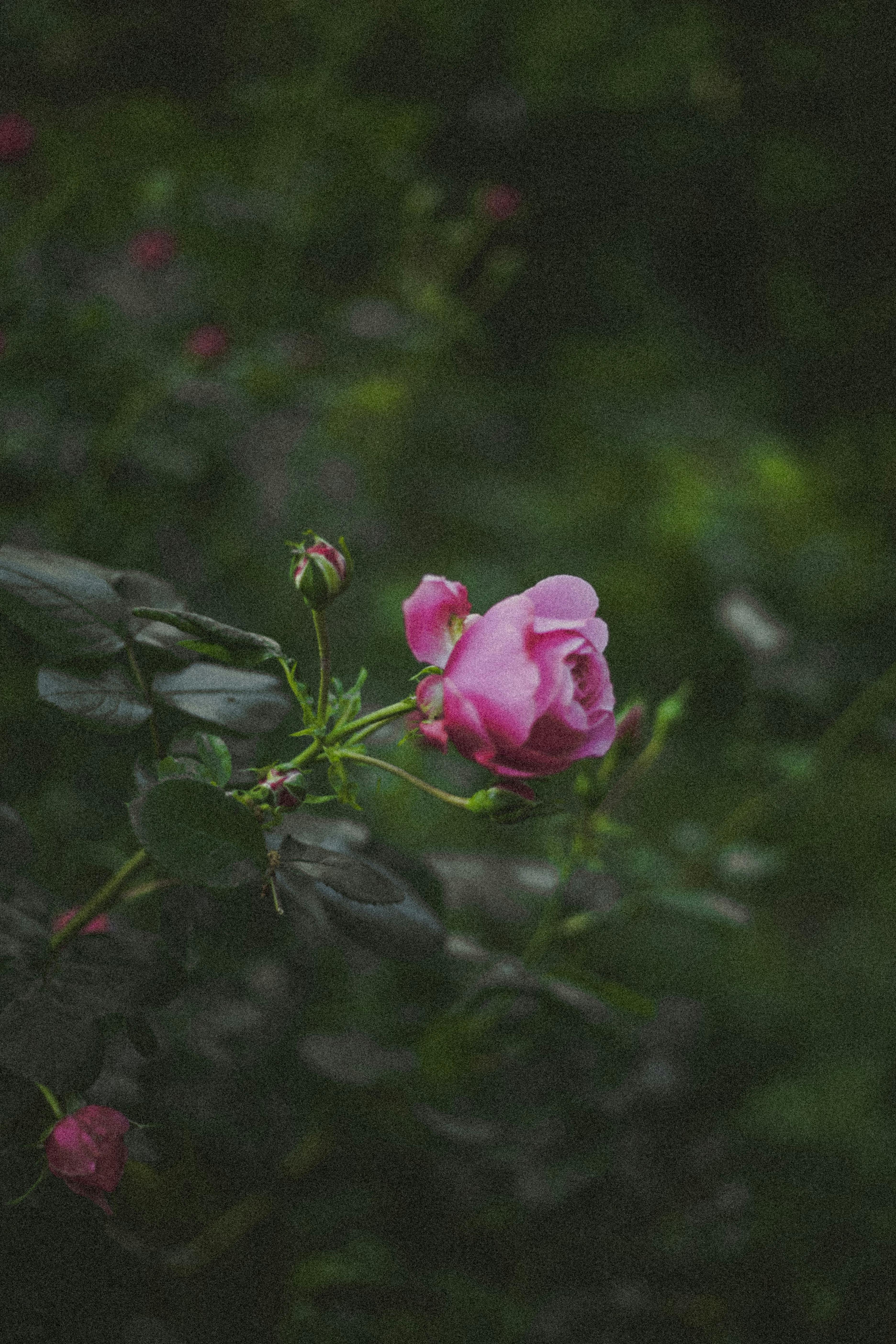 A delicate pink rose with buds captured in a natural setting, emphasizing its beauty and elegance.