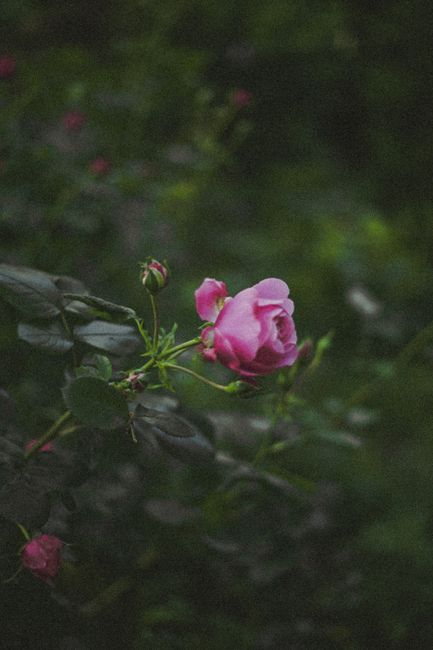 A delicate pink rose with buds captured in a natural setting, emphasizing its beauty and elegance.