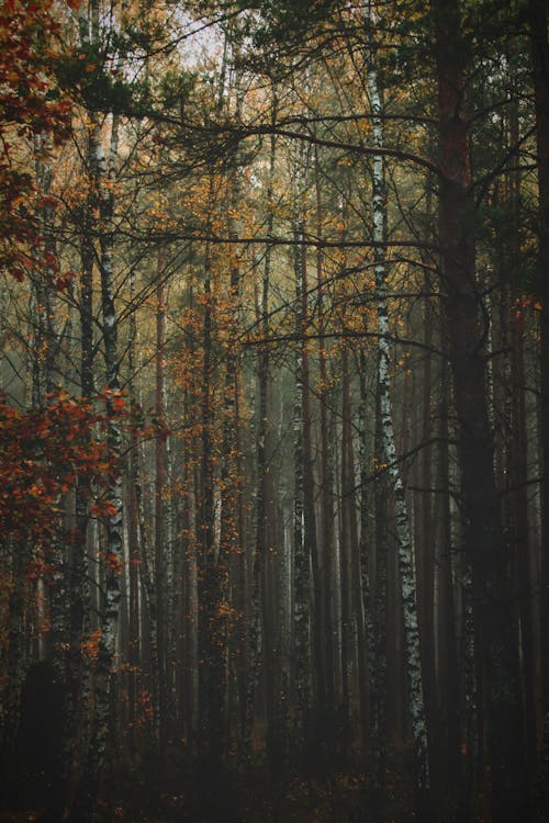 Free stock photo of fall colors, nature Stock Photo