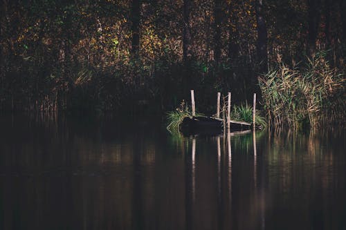 Безкоштовне стокове фото на тему «болото, відображення, вода»