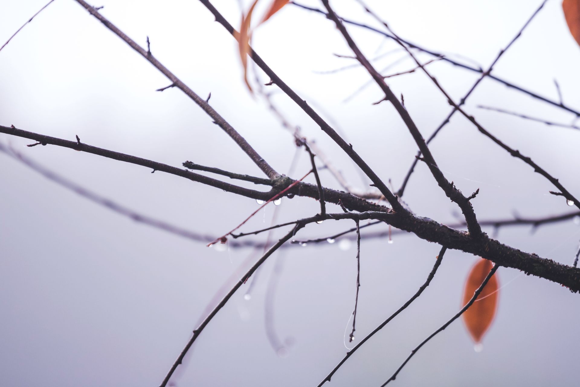 A detailed view of bare tree branches with dewdrops in a foggy fall setting.
