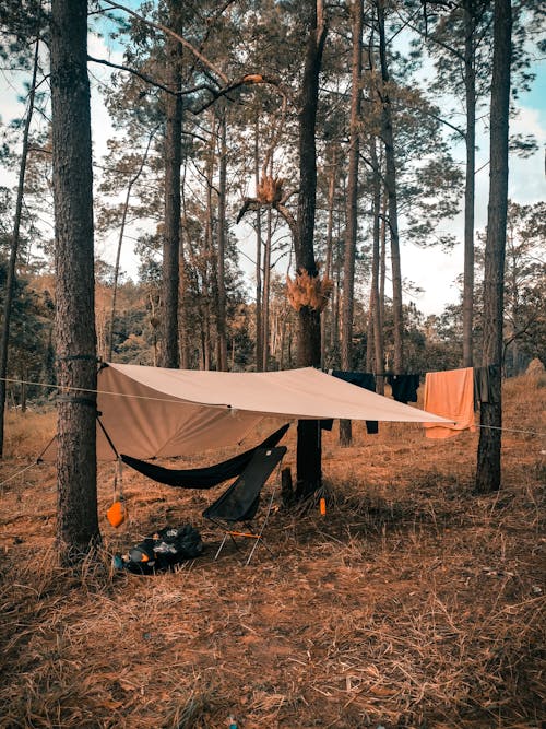 Kostenlos Kostenloses Stock Foto zu bäume, campen, campingplatz Stock-Foto