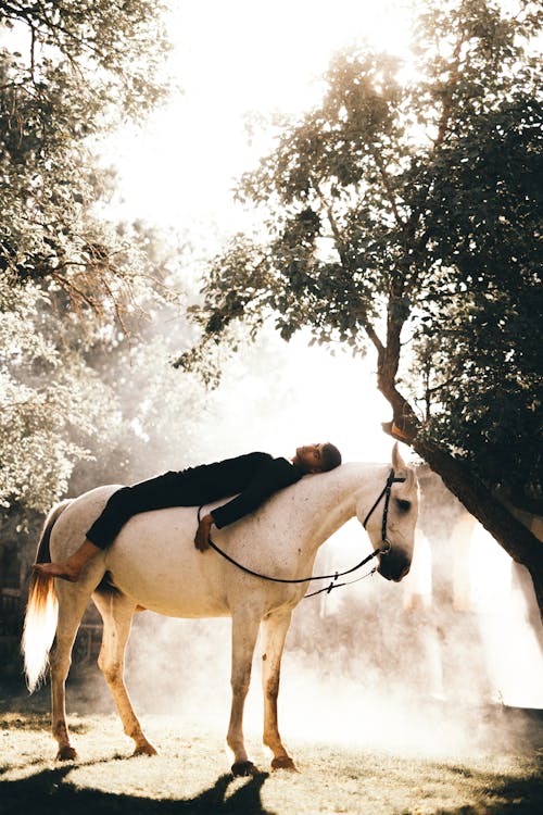 adam, ağaçlar, at içeren Ücretsiz stok fotoğraf