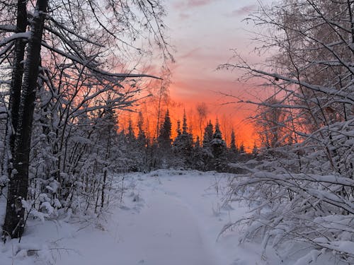 Gratis lagerfoto af forkølelse, miljø, natur