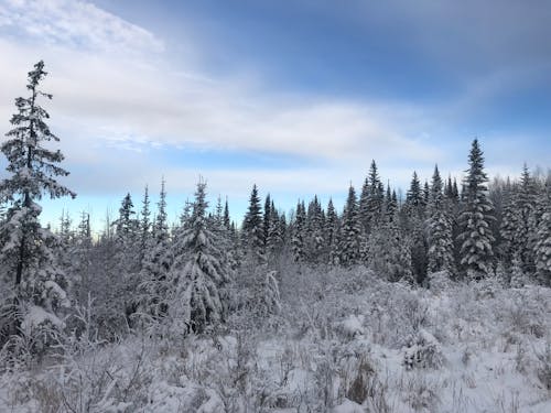 Fotos de stock gratuitas de arboles, fondo de pantalla, foto con dron