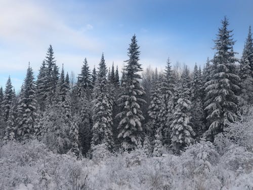 Imagine de stoc gratuită din arbori, arbori veșnic verzi, cer senin