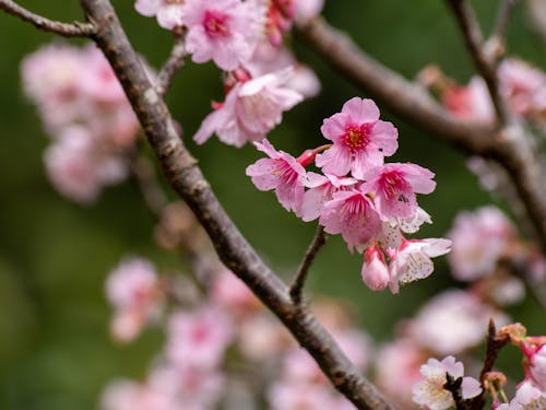 Foto profissional grátis de filial, flor de cerejeira, flora