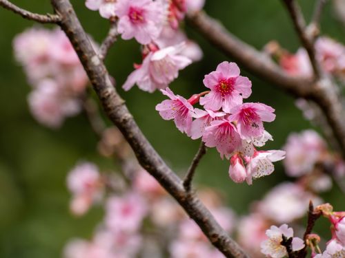 Free Beautiful pink cherry blossoms on a branch with a blurred background, captured in springtime. Stock Photo