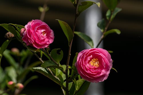 Pink Flowers Blooming in Summer