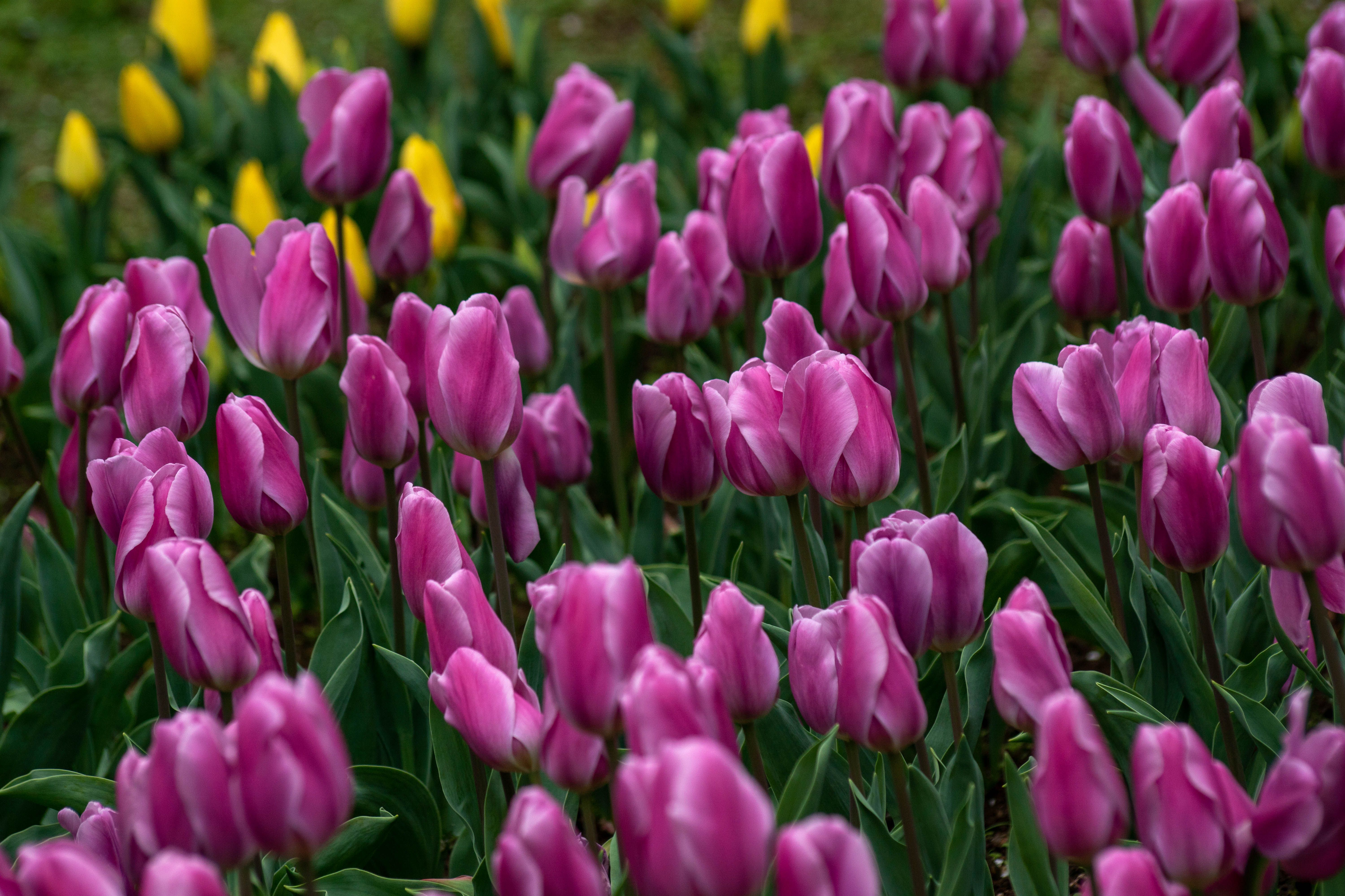 Purple and White Tulip Flower in Closeup Photo · Free Stock Photo