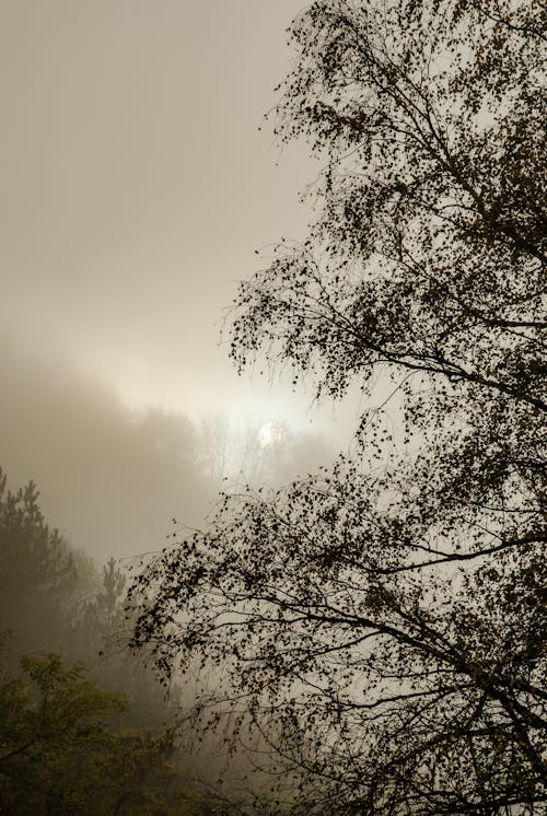 Tree and Clouds and Fog behind