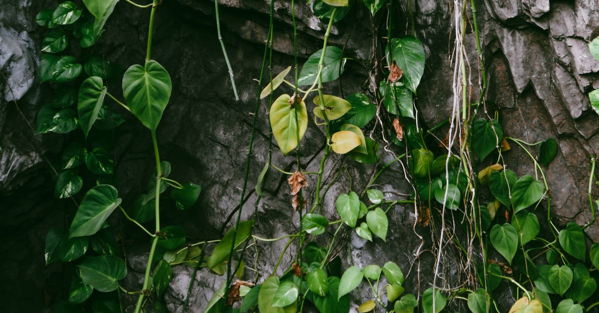 Vines Inbetween Rocks Green Vines on a Rock Wall · Free Stock Photo