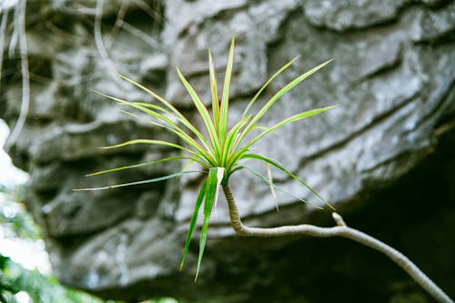 Darmowe zdjęcie z galerii z fotografia roślin, liście, roślina