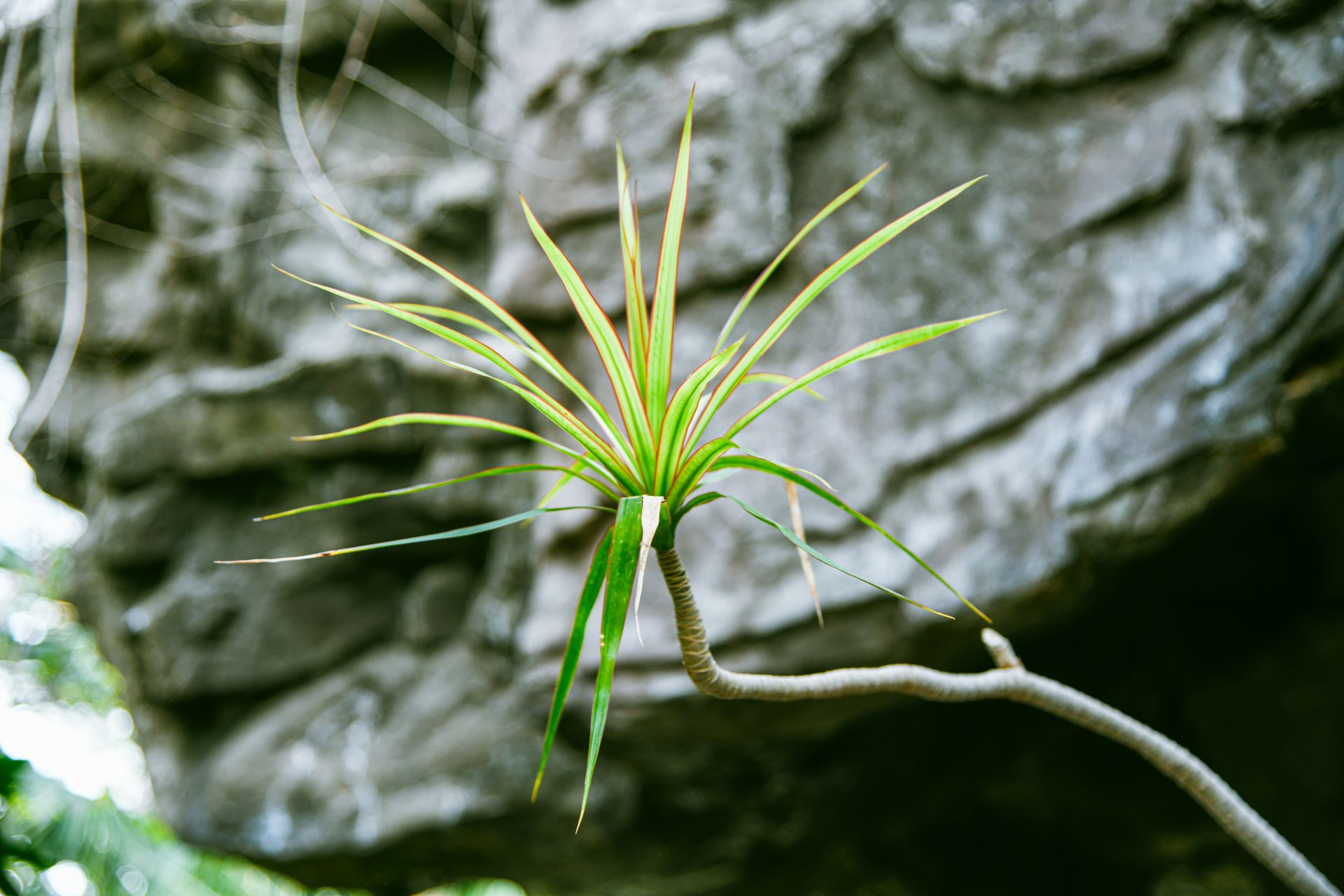 Close-up of a vibrant dracaena plant with a rocky blurred background, highlighting natural greenery.