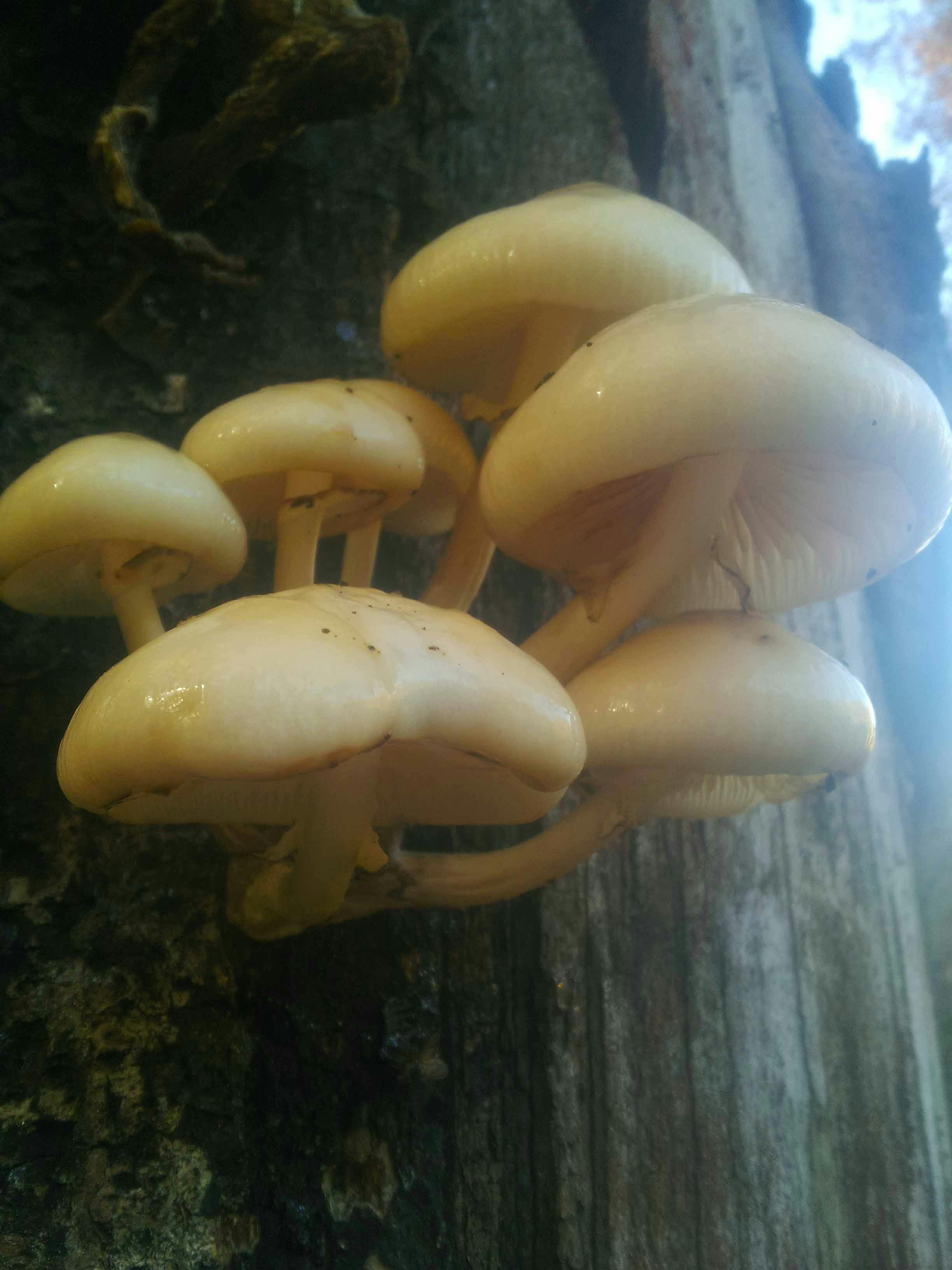 Free stock photo of poisonous mushrooms, tree mushrooms