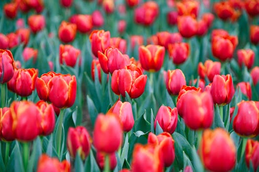 A vibrant and colorful close-up of blooming red tulips in a spring garden. Perfect for floral photography enthusiasts.