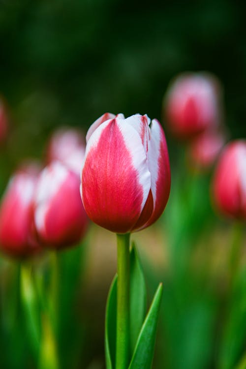 Red Tulips Blooming in Summer