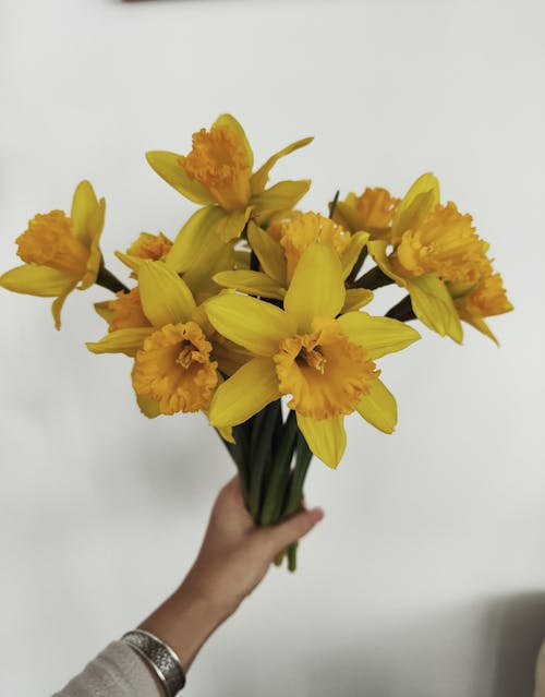 Yellow Flowers in Woman Hand
