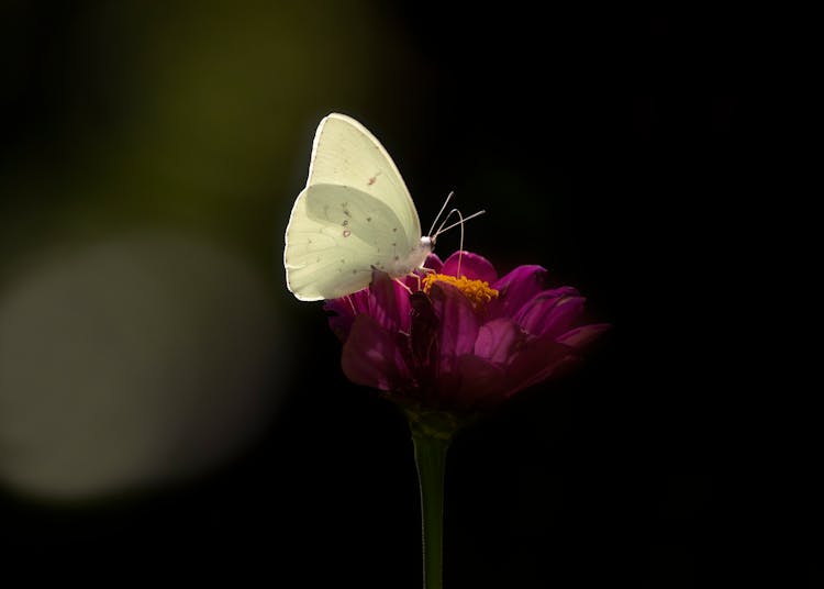 A Butterfly On A Flower 