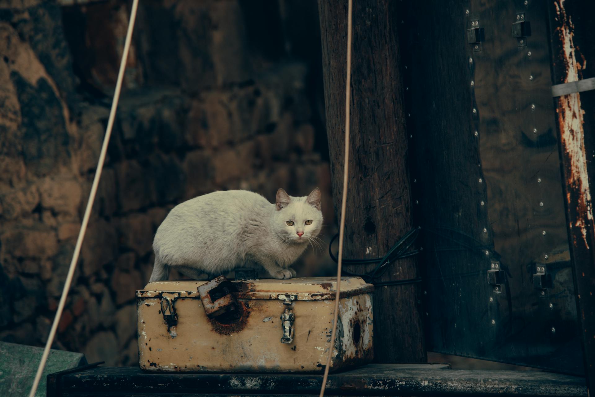 White Cat Sitting on Top of a Rusty Metal Box