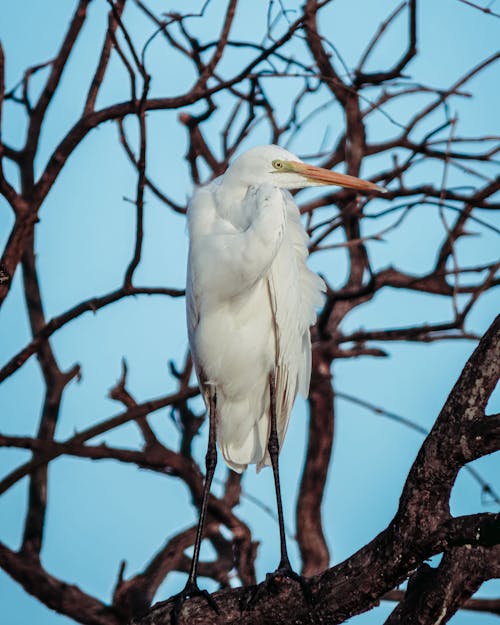 An Egret Perched on a Branch 