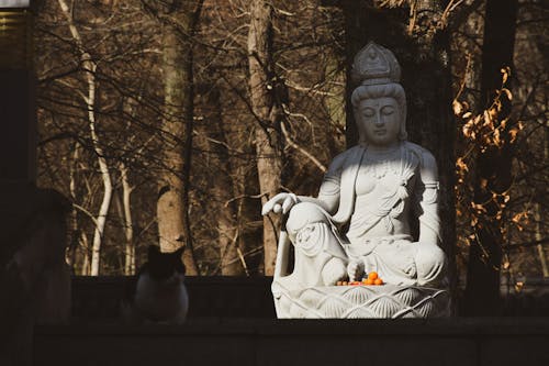 ağaçlar, Buda, Budizm içeren Ücretsiz stok fotoğraf
