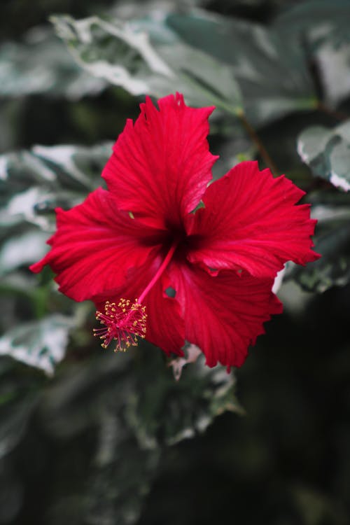Gratis lagerfoto af blomstrende, bokeh, Hibiscus