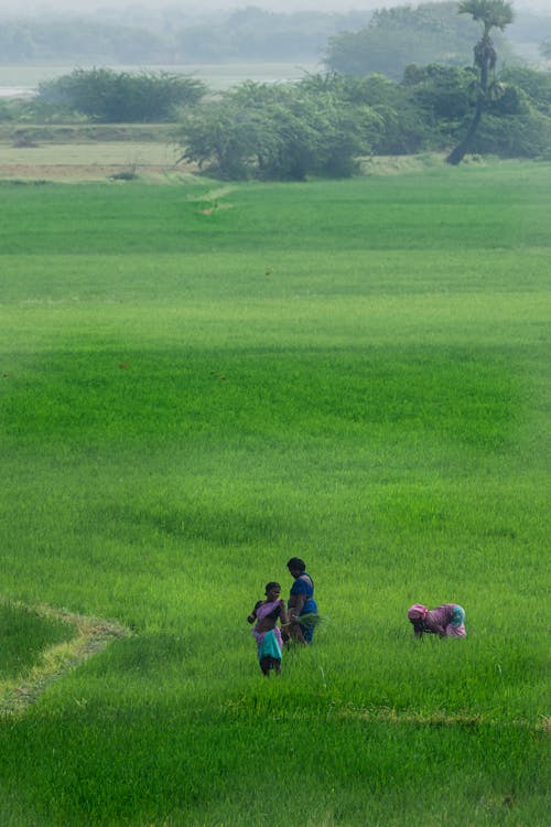 Aerial View of Women Working in a Rice Field 