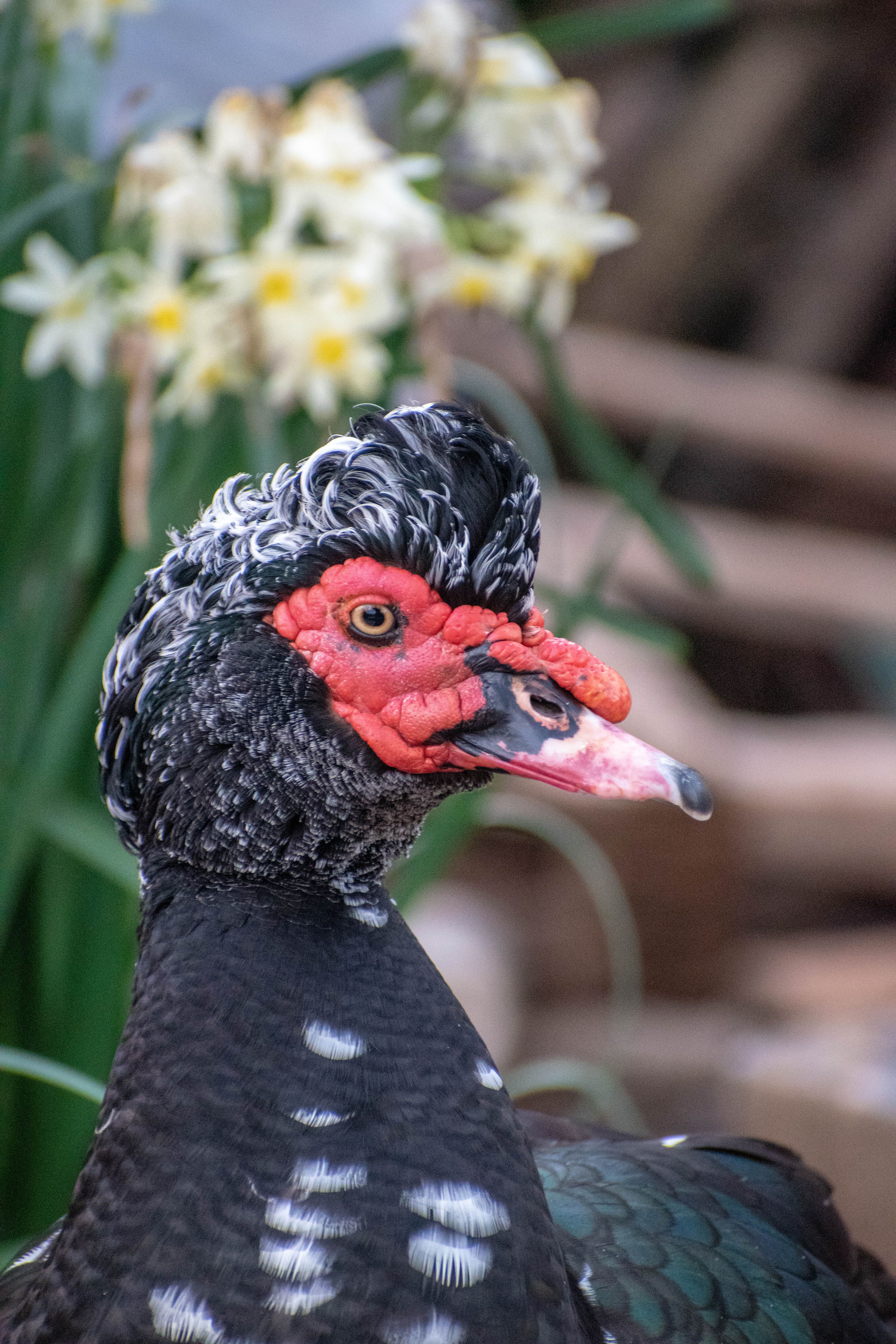 Close-up of a Domestic Muscovy Duck · Free Stock Photo