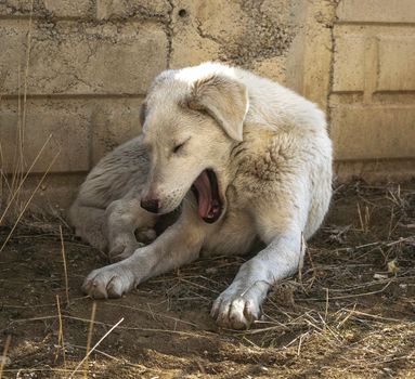 Close up of Yawning Dog