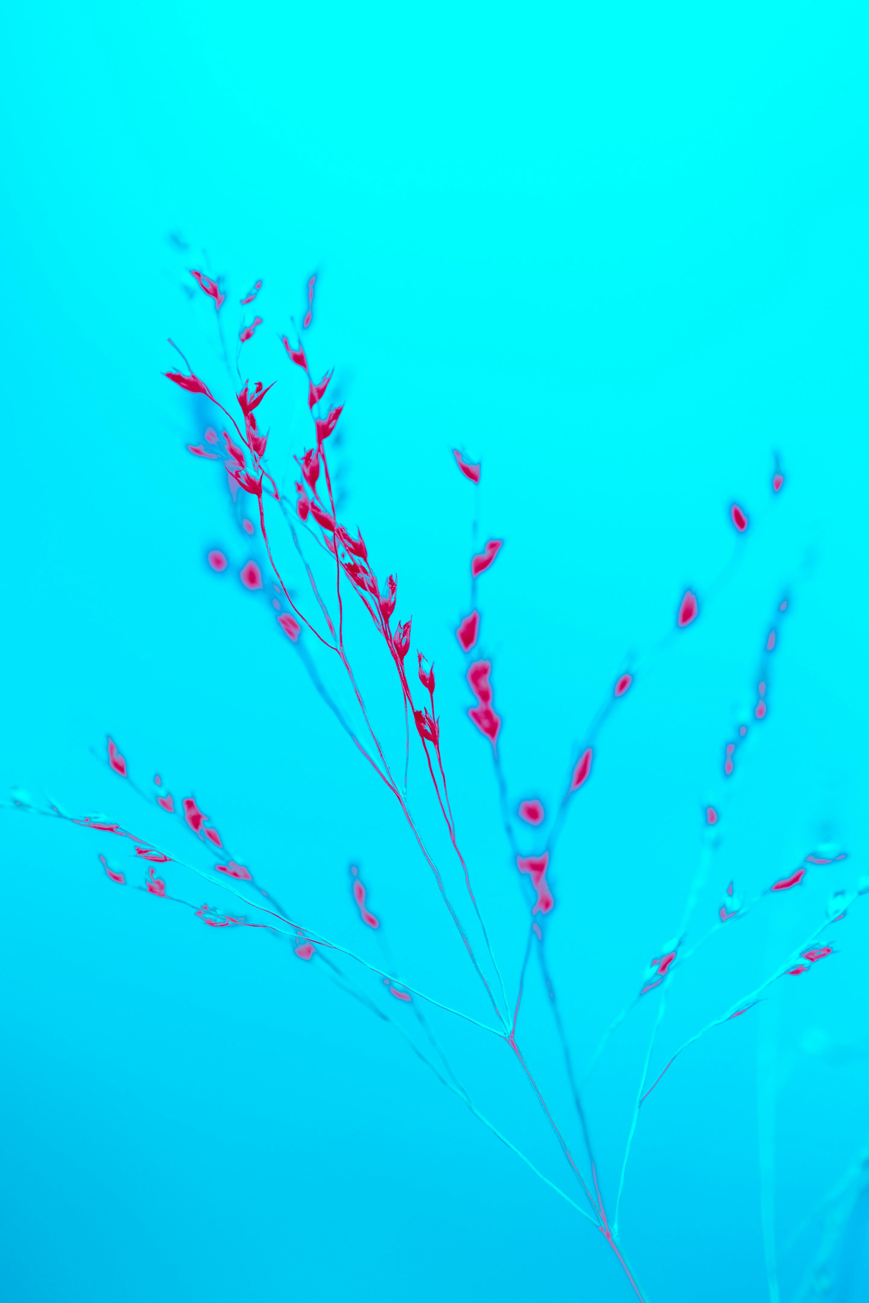 Close Up of Delicate Flower · Free Stock Photo