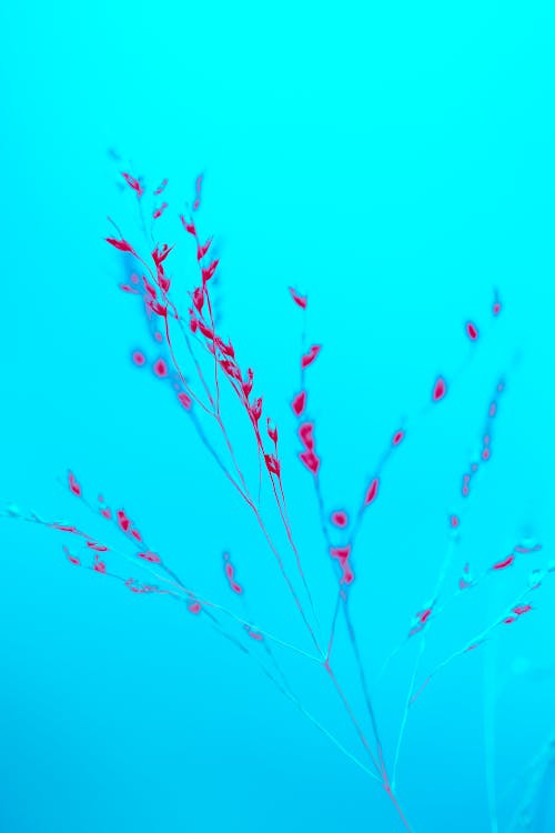 Close Up of Delicate Flower 