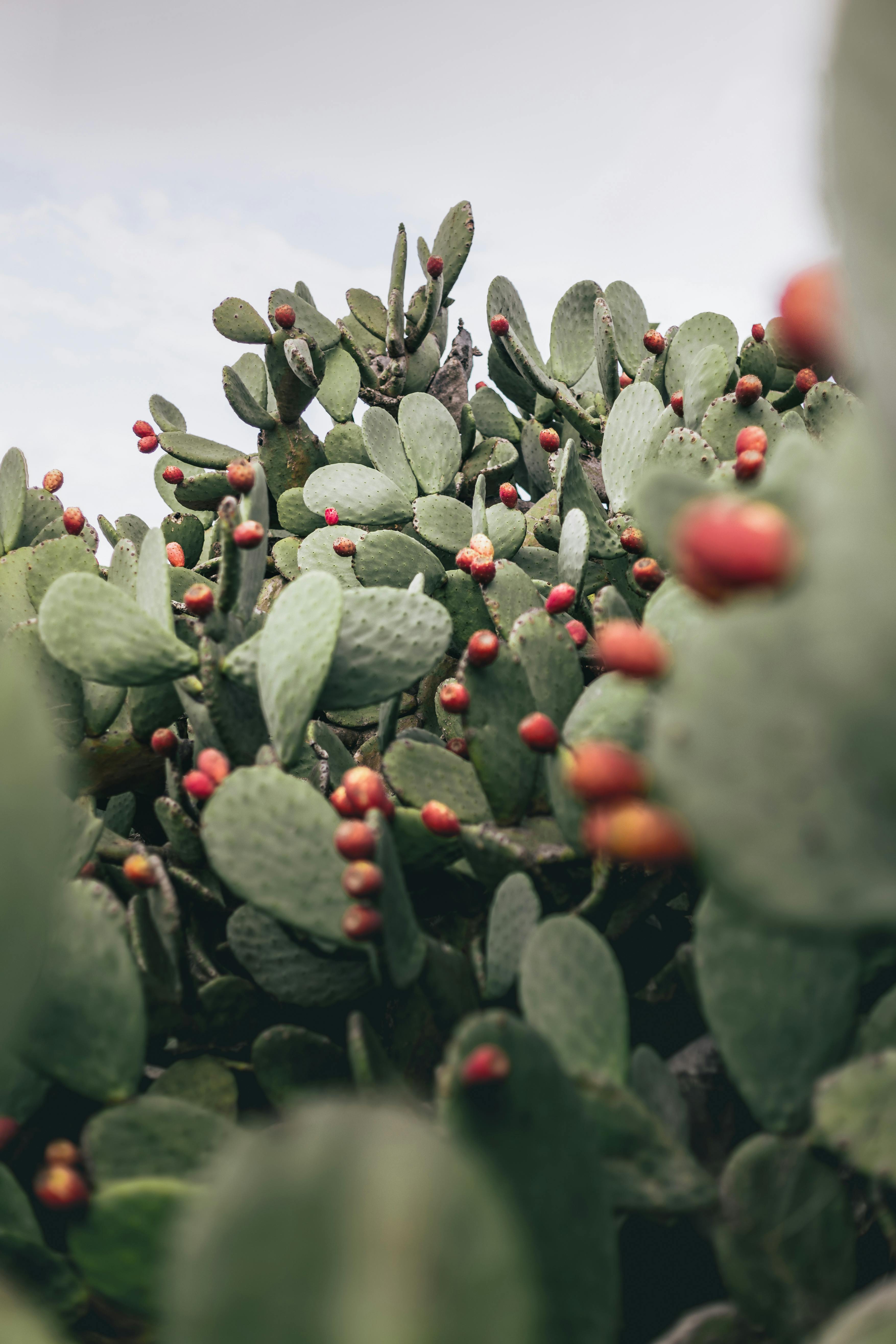 A vivid close-up of prickly pear cactus with red fruits under a clear sky.