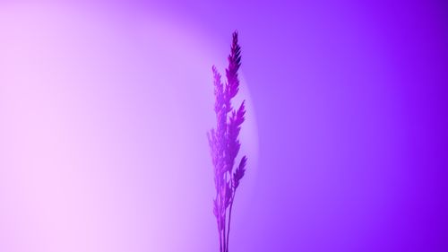 Free Explore the vivid lavender tones and abstract silhouette of herbs against a dreamy gradient backdrop. Stock Photo