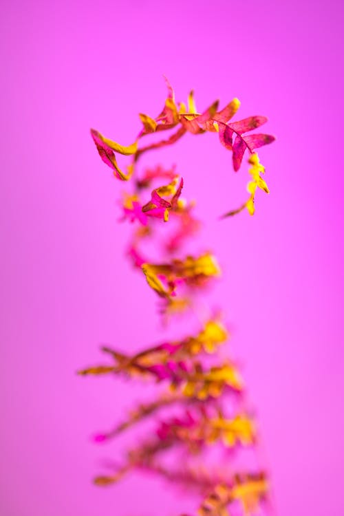 Plant Leaves on Pink Background