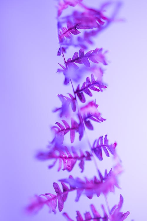 Close Up of Delicate Flower 