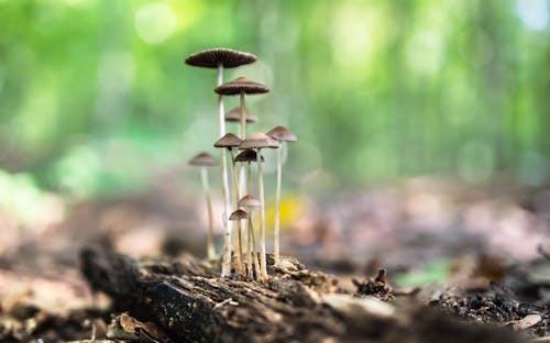 Gratis stockfoto met champignons, detailopname, fungus