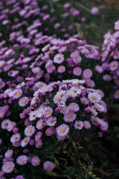 在郁郁葱葱的田野上，美丽的新英格兰紫苑盛开着，展示出它充满活力的紫色花瓣