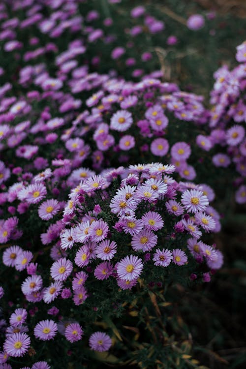 Foto Tilt Shift De Flores Com Pétalas Roxas