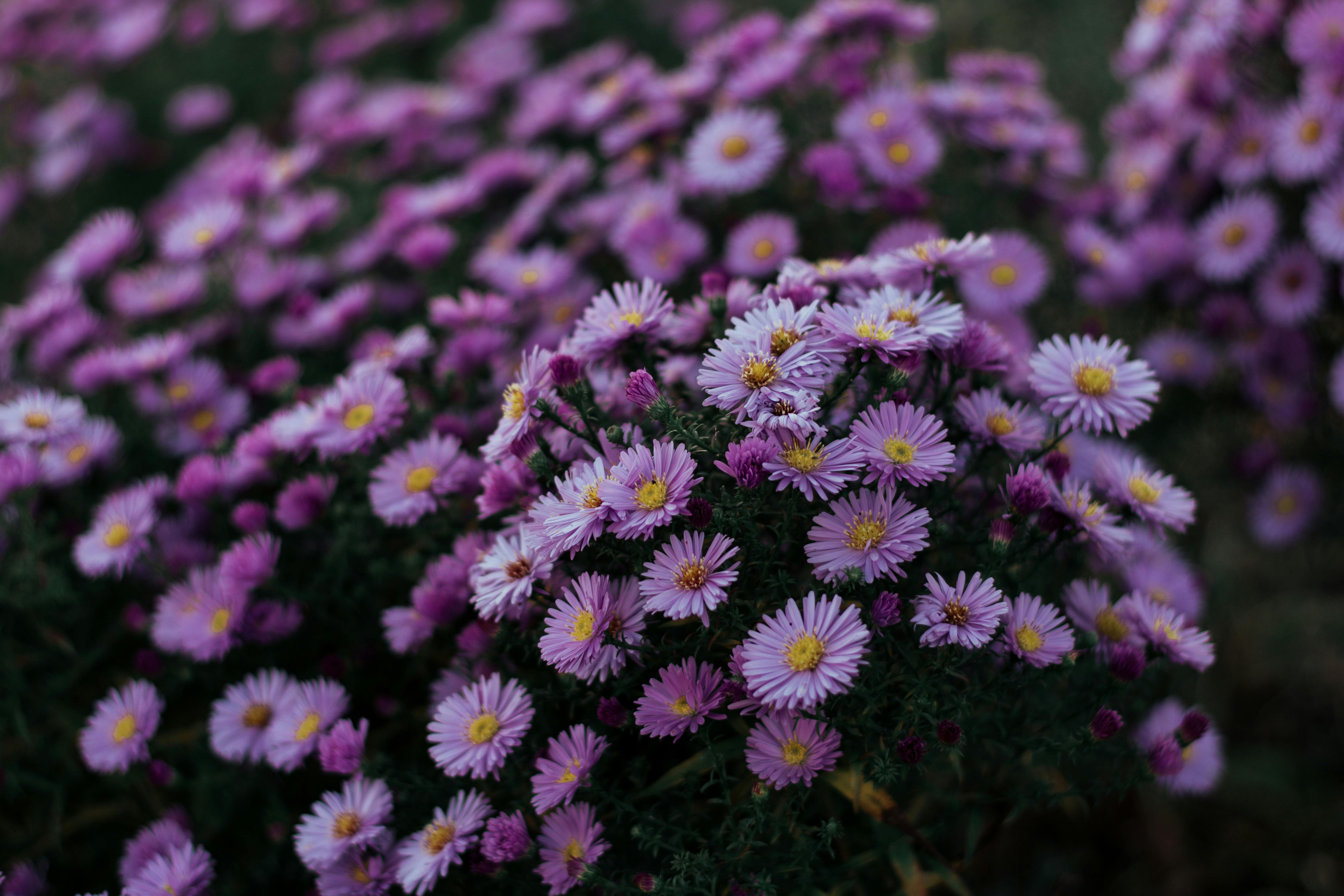 紫色紫ster花的特寫照片 免費圖庫相片