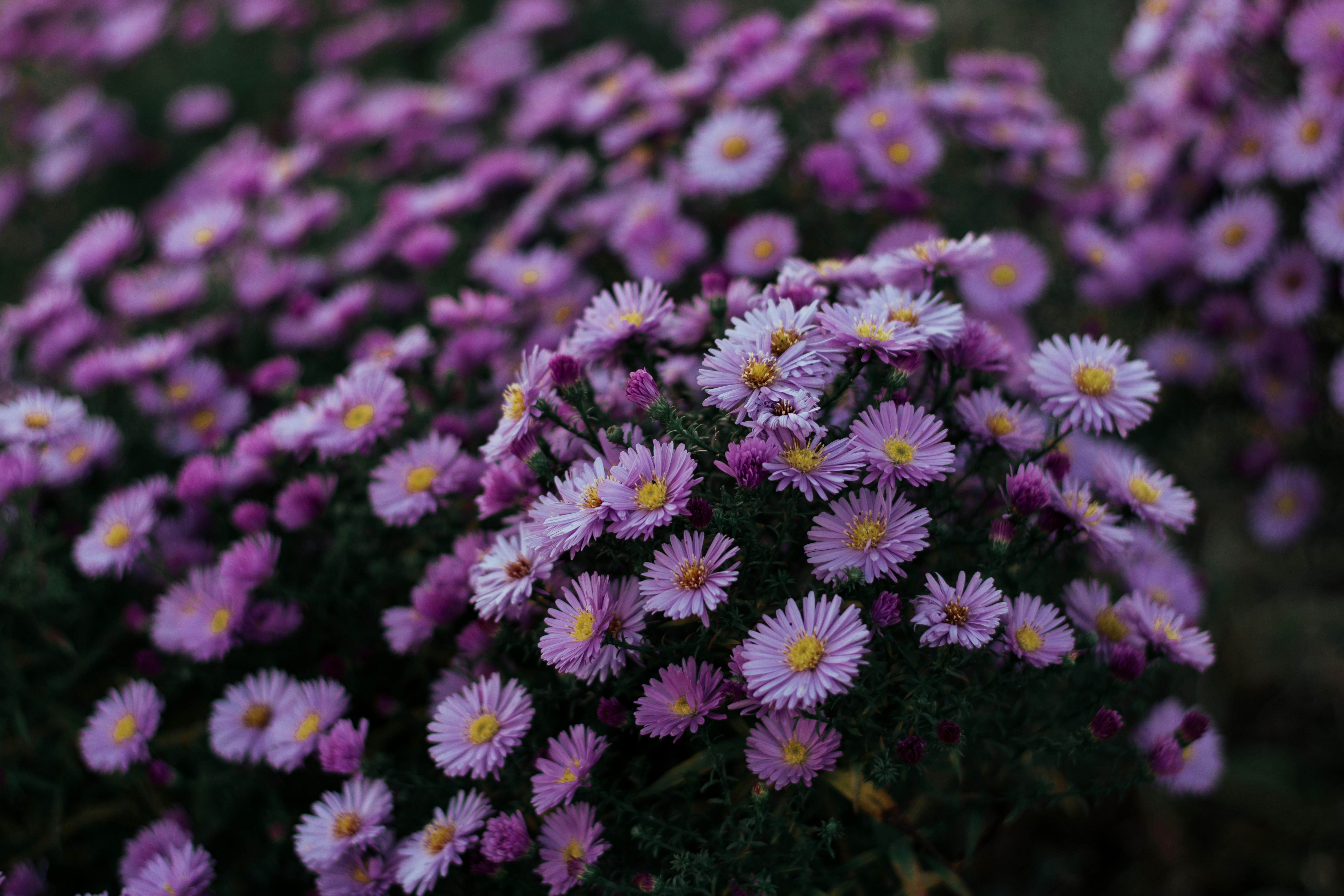 Closeup Photo of Purple Aster Flowers · Free Stock Photo