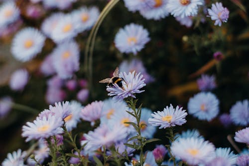 White Daisy With Bee