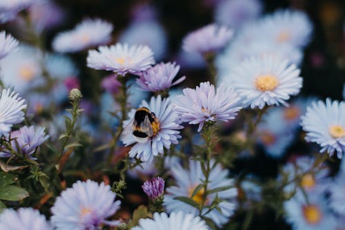 Fleurs De Marguerite Bleue