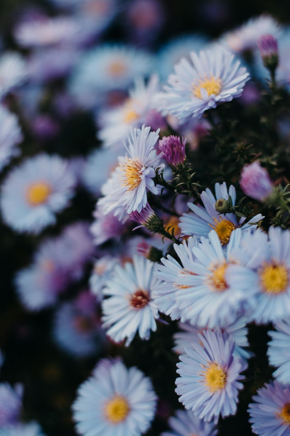 Daisy Flowers · Free Stock Photo