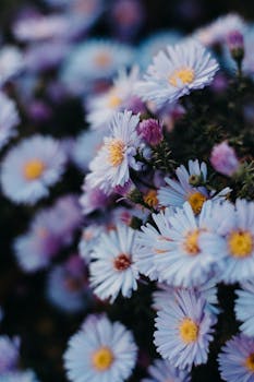 充满活力的紫色紫菀特写镜头，展现了它们精致的花瓣与鲜艳的色彩