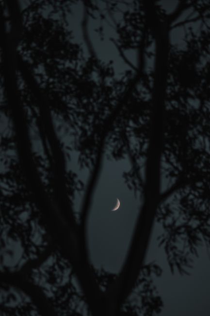 A serene crescent moon framed by dark tree branches, captured during the night in İzmir, Türkiye.