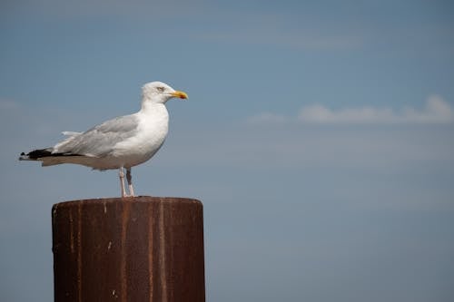 Close-up of a Seagull Standing on a Wooden Pole 